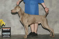 Dex - Winners Dog and new Am Ch