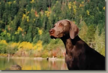 Angel at the lake