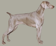 ideal weimaraner