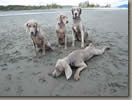 Jaffey, Sophie, Dibley and baby Rizz at the beach. May 2012