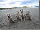 Jaffey, Sophie, Dibley and baby Rizz at the beach. May 2012