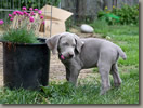 Young Gardener