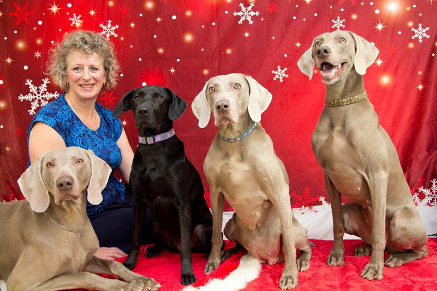 Christmas Dogs