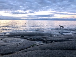 Zara points Geese