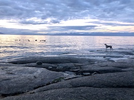 Zara points Geese